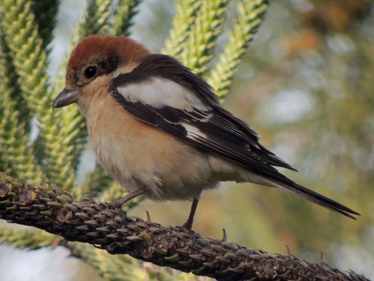 Woodchat Shrike - ML638349873