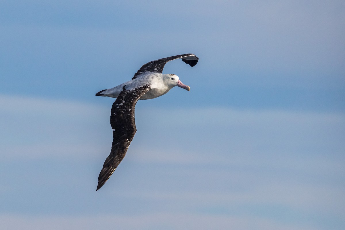 Antipodean Albatross (Gibson's) - ML638349885