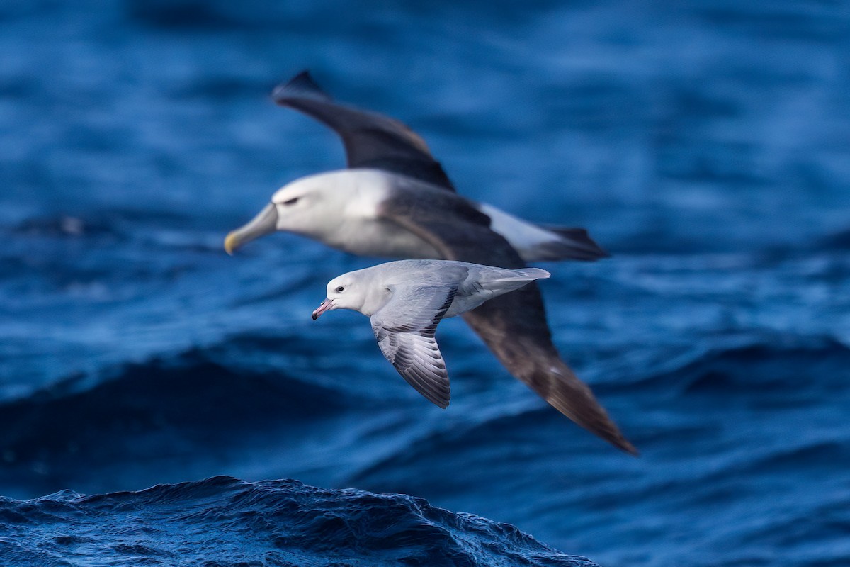 Southern Fulmar - ML638349903