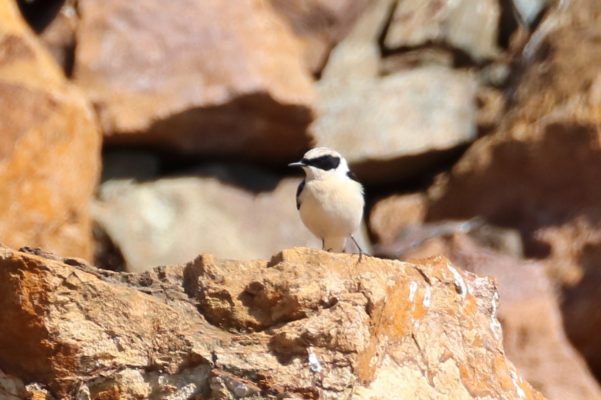 Eastern Black-eared Wheatear - ML638349911
