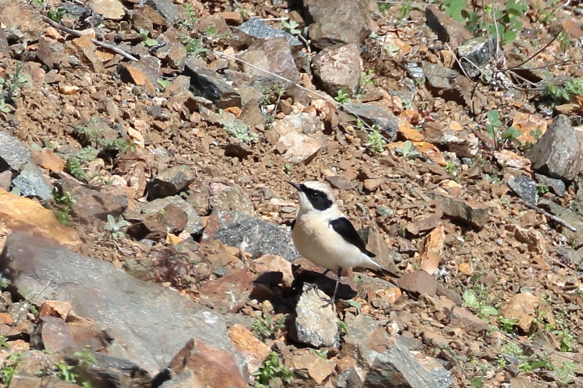 Eastern Black-eared Wheatear - ML638349913