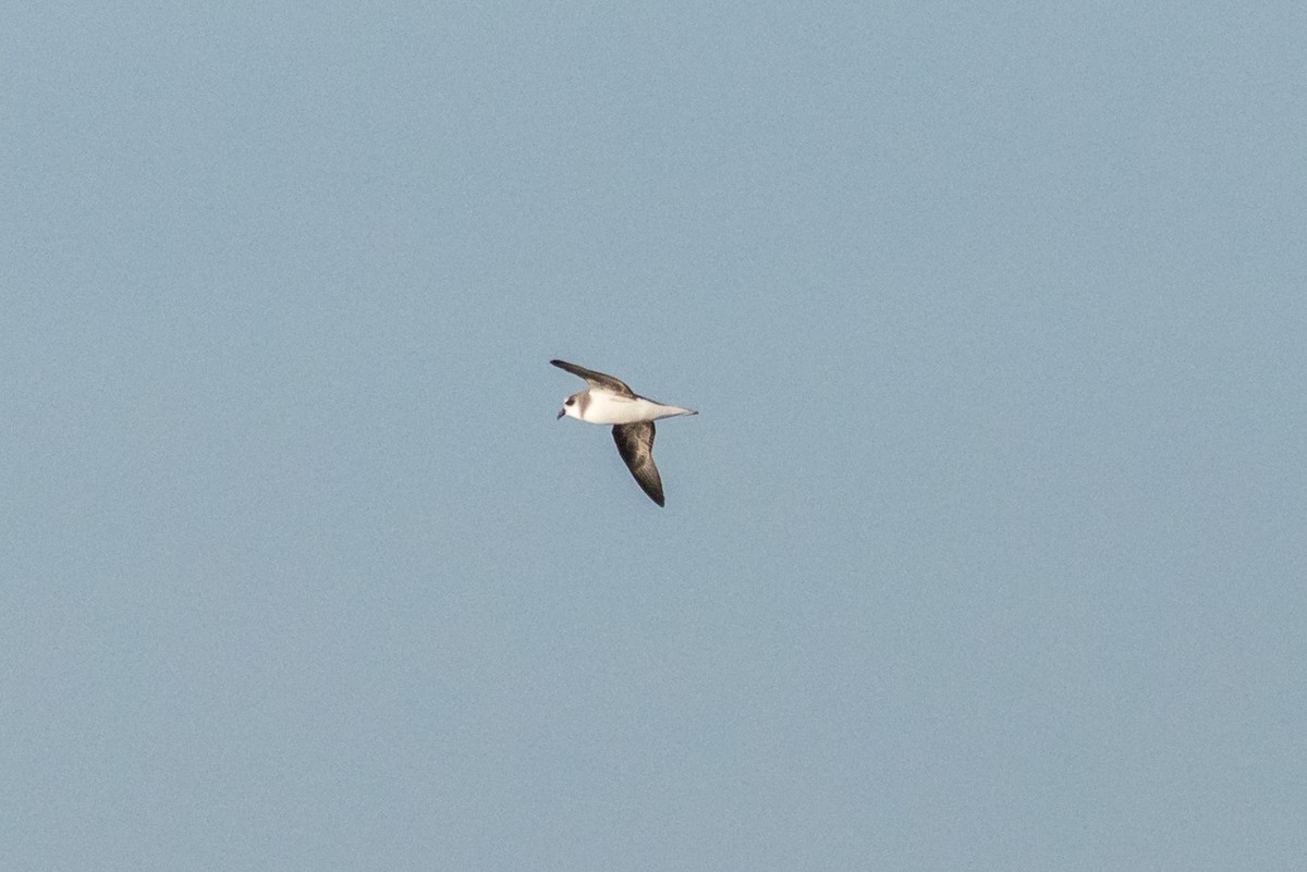 Soft-plumaged Petrel - ML638349918