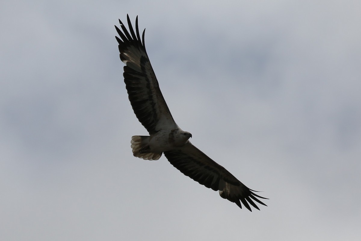 White-bellied Sea-Eagle - ML638349919