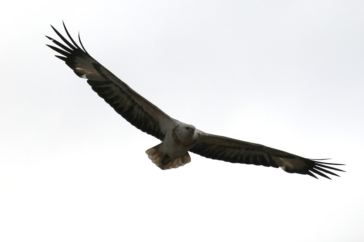 White-bellied Sea-Eagle - ML638349920