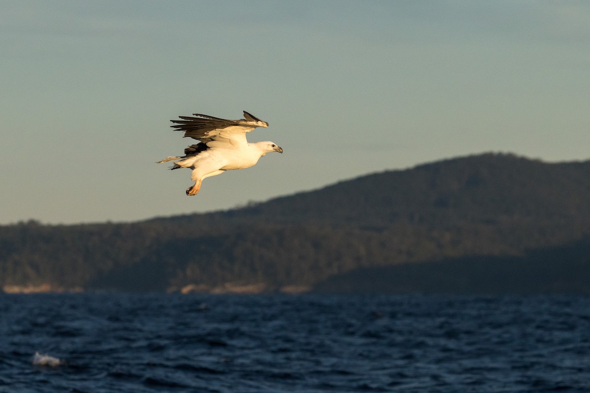White-bellied Sea-Eagle - ML638349949