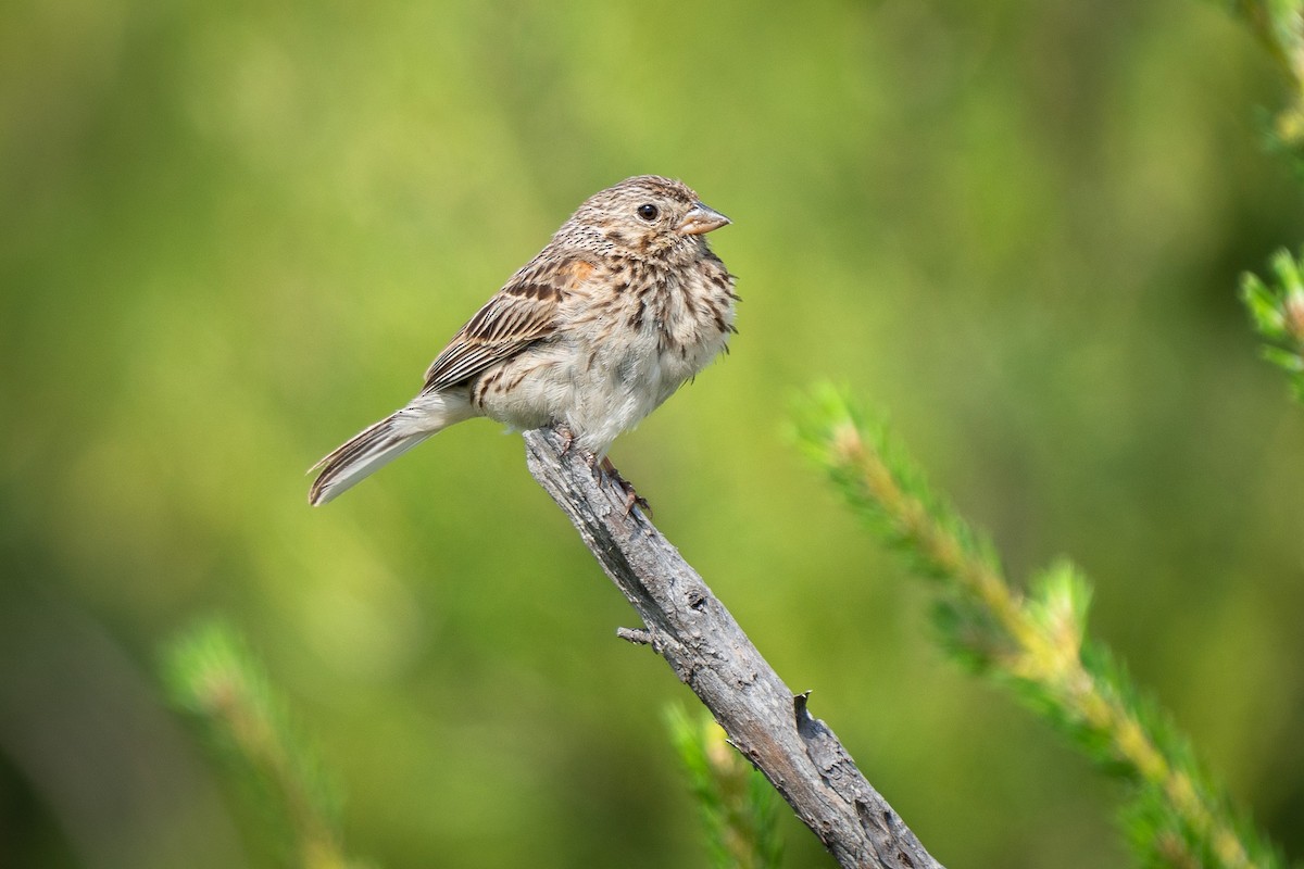 Vesper Sparrow - ML638349964