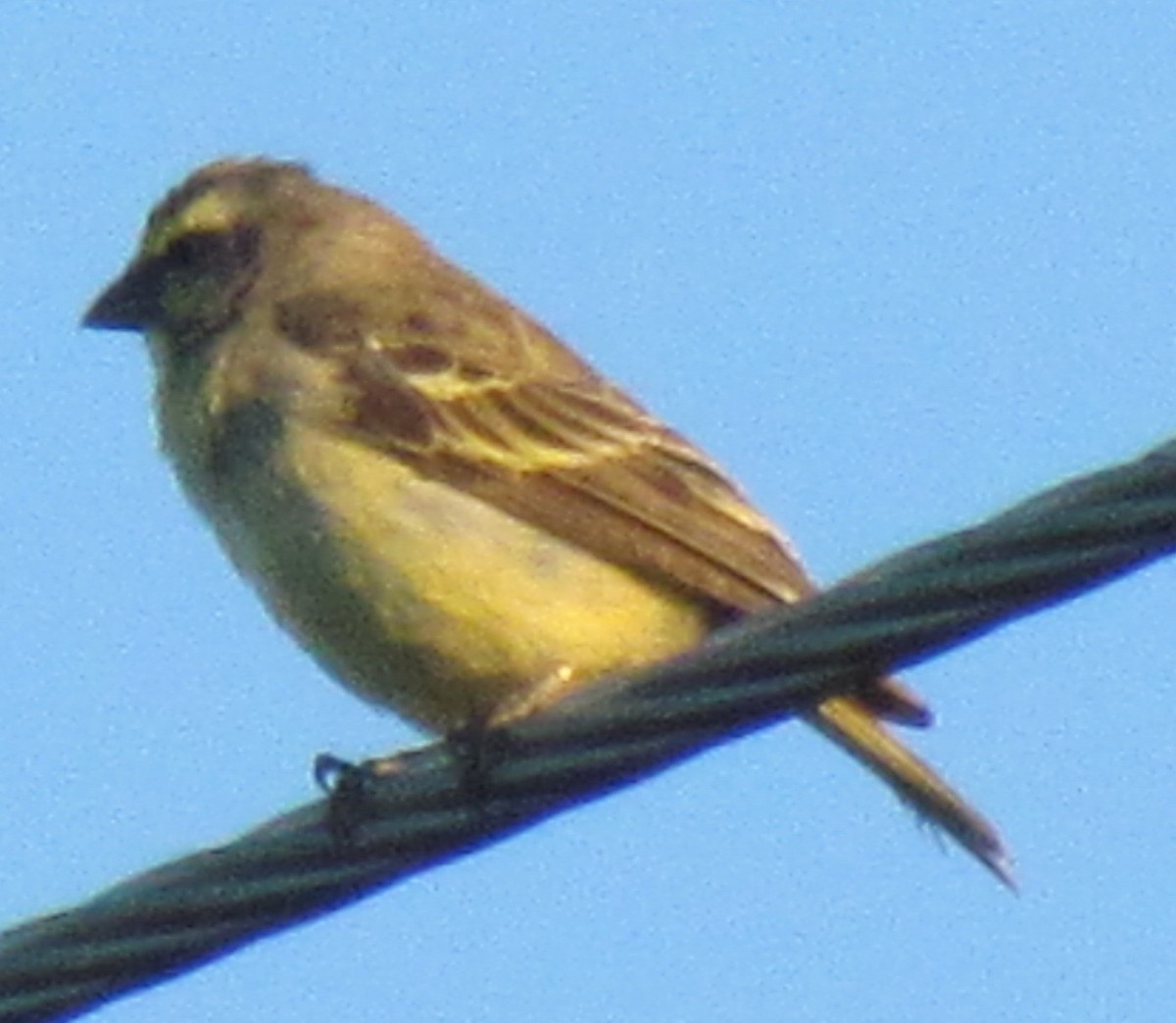 Yellow-fronted Canary - ML638349966