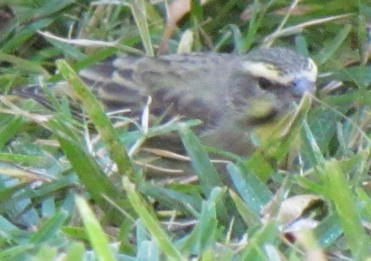 Yellow-fronted Canary - ML638349967