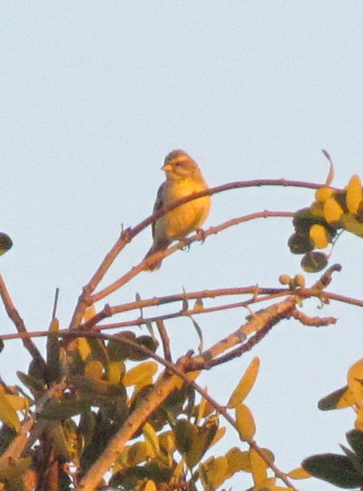 Yellow-fronted Canary - ML638349968
