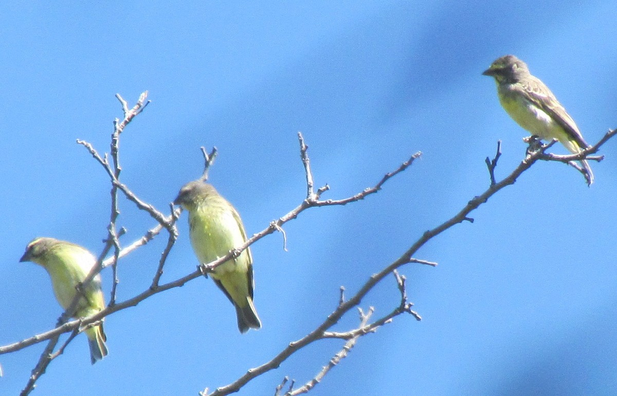 Yellow-fronted Canary - ML638349969
