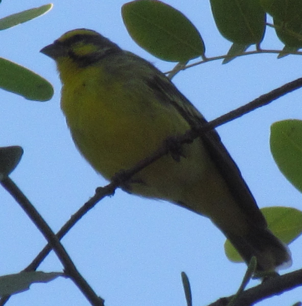 Yellow-fronted Canary - ML638349970