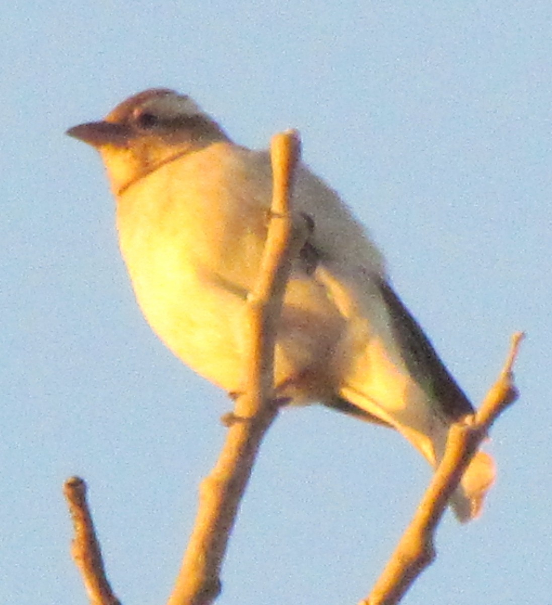 Yellow-throated Bush Sparrow - ML638349978