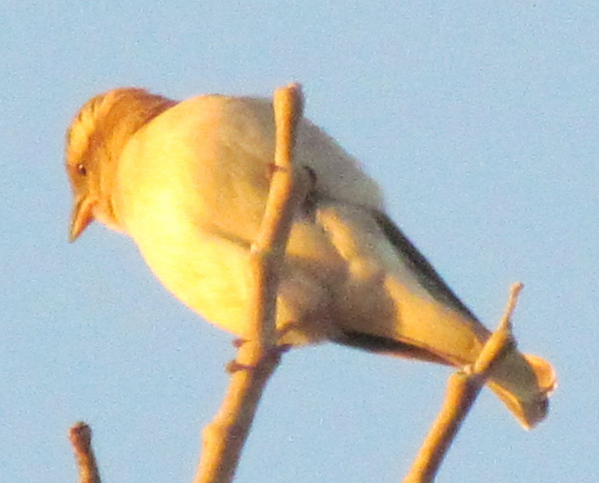 Yellow-throated Bush Sparrow - ML638349979