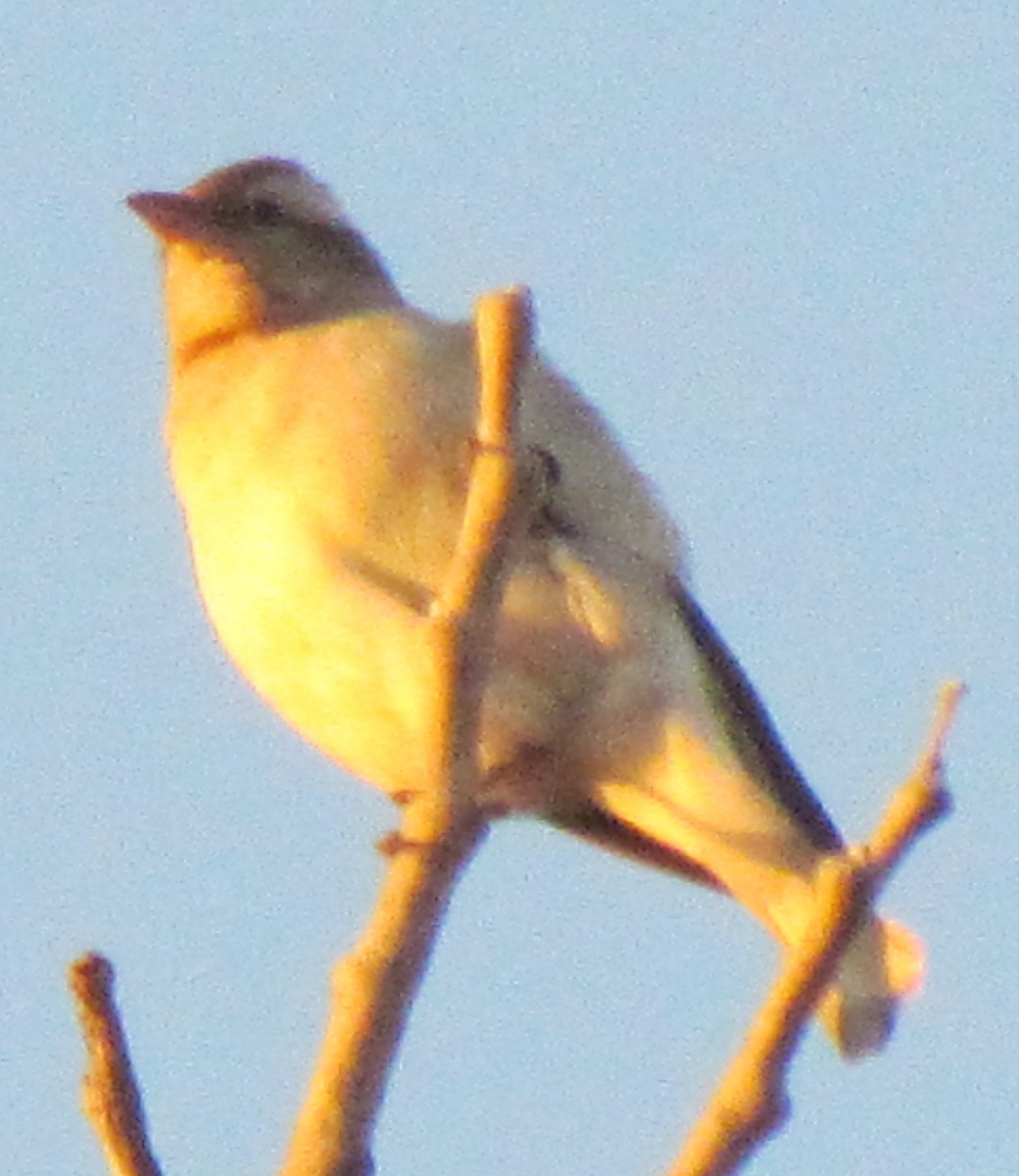 Yellow-throated Bush Sparrow - ML638349980
