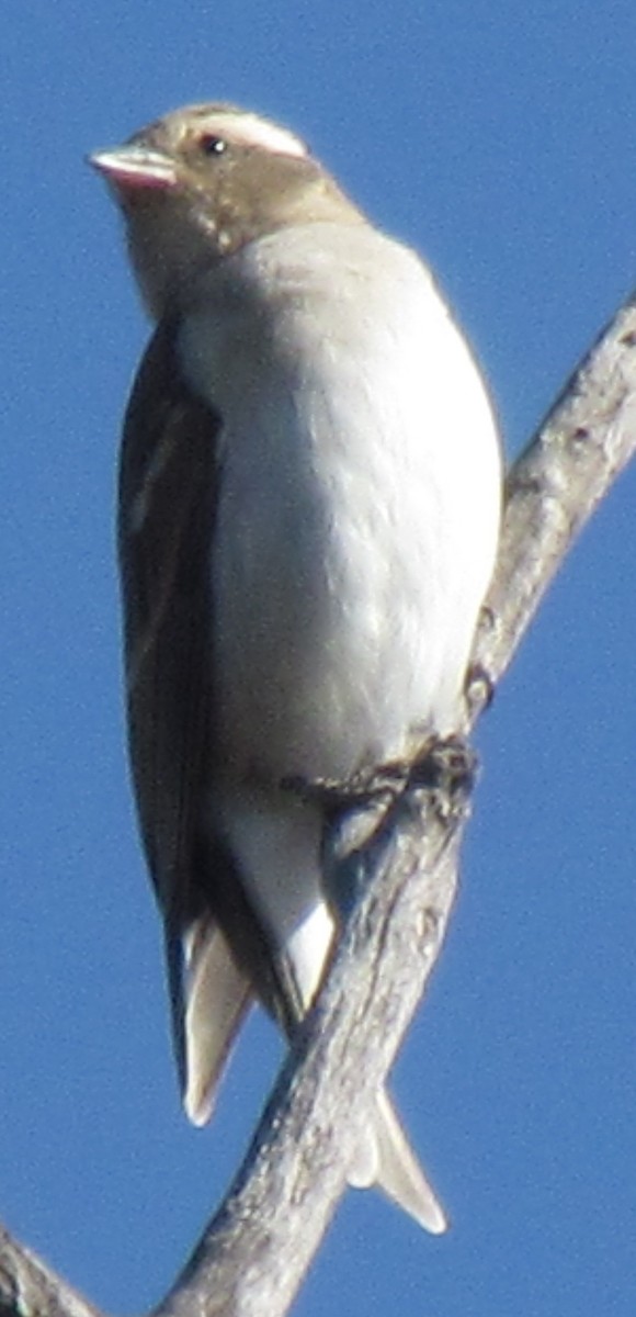 Yellow-throated Bush Sparrow - ML638349981