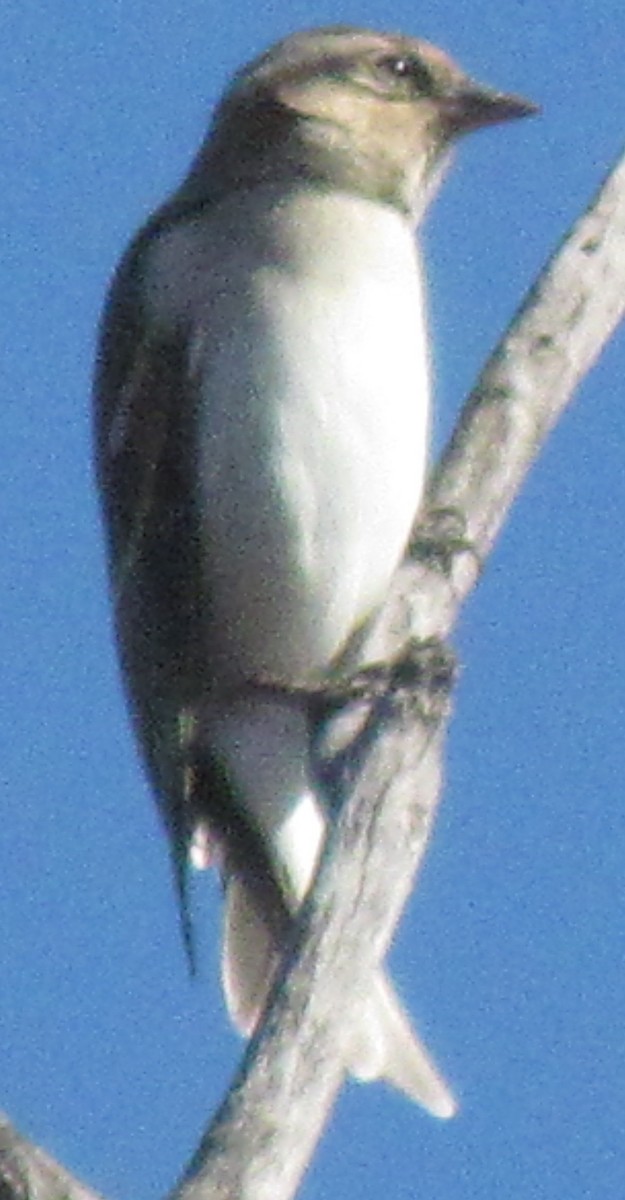 Yellow-throated Bush Sparrow - ML638349982