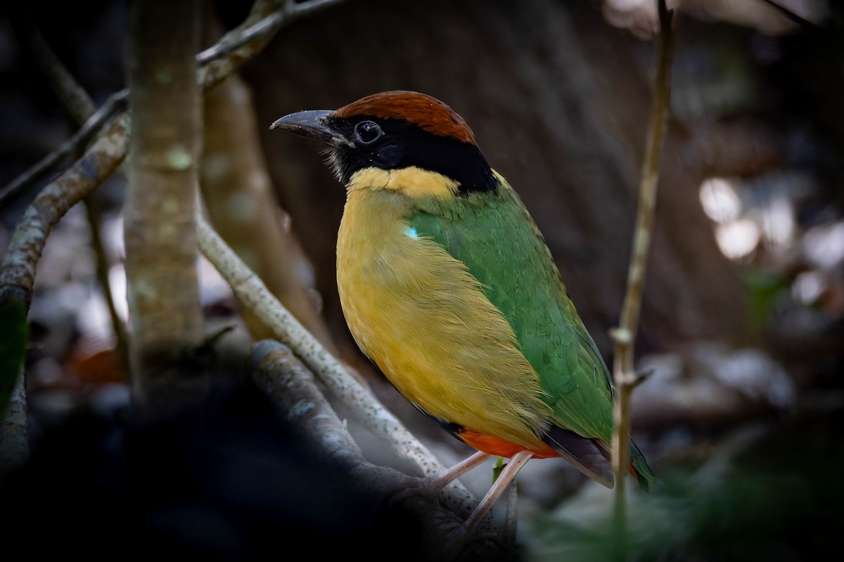 Noisy Pitta - ML638349985