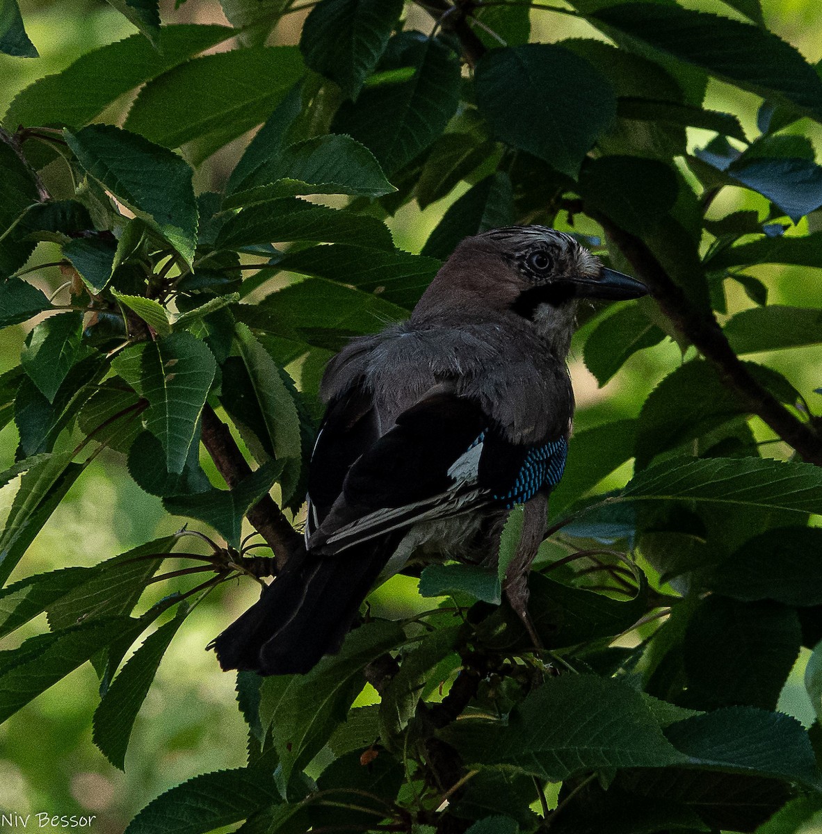 Eskinosoa - ML638349988