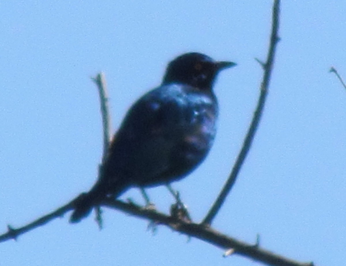 Cape Starling - ML638350012