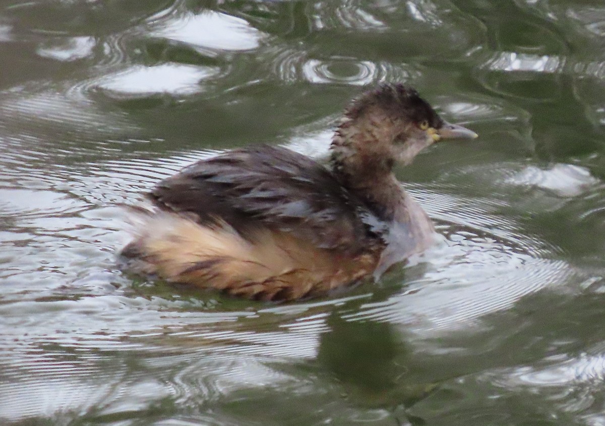 Australasian Grebe - ML638350018