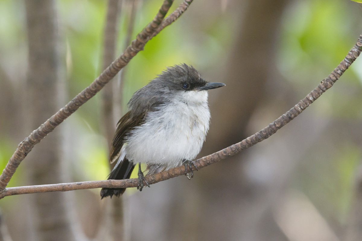 Mangrove Robin - ML638350021