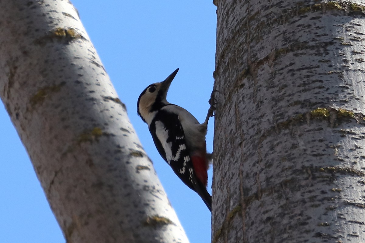 Syrian Woodpecker - ML638350022