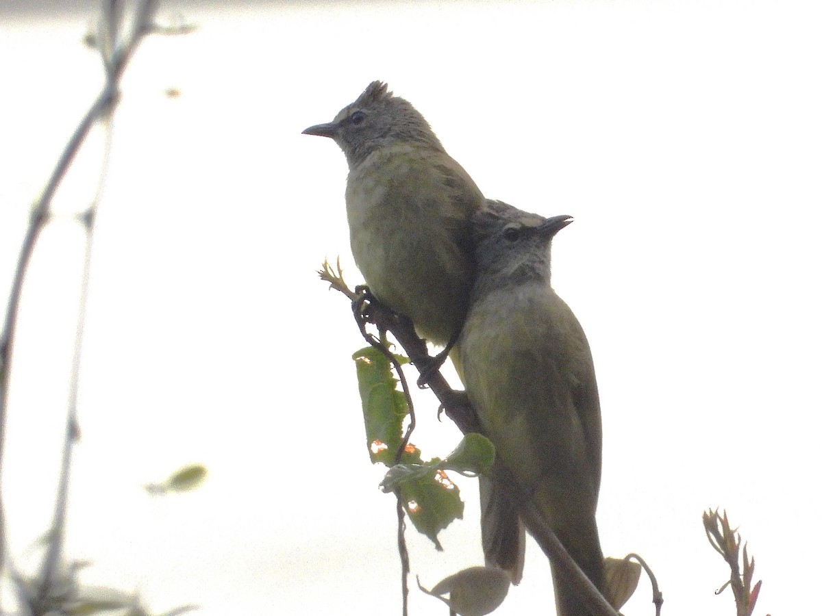 Flavescent Bulbul - ML638350037