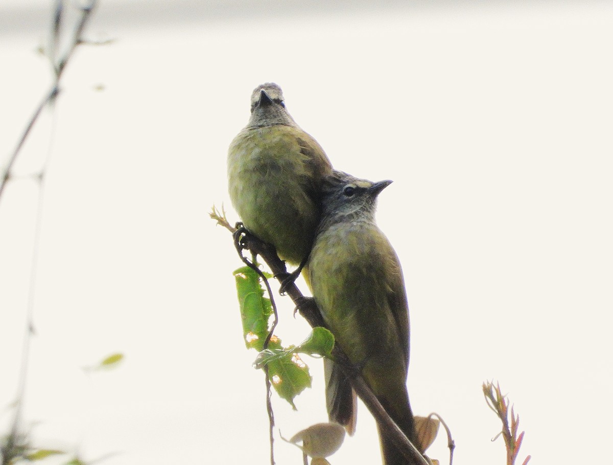 Flavescent Bulbul - ML638350038