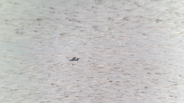 Yellow-billed Loon - ML638350040