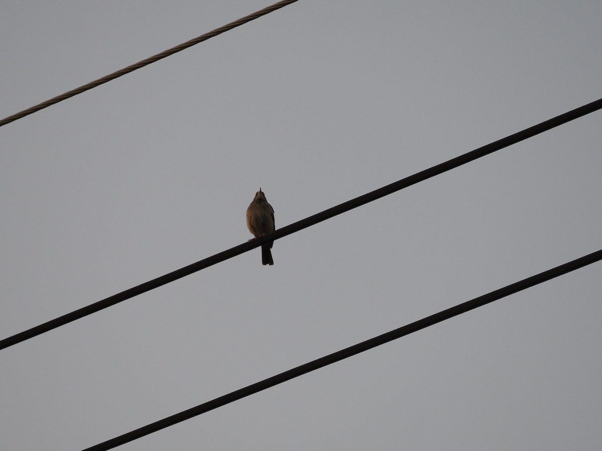 Long-billed Pipit - ML638350041