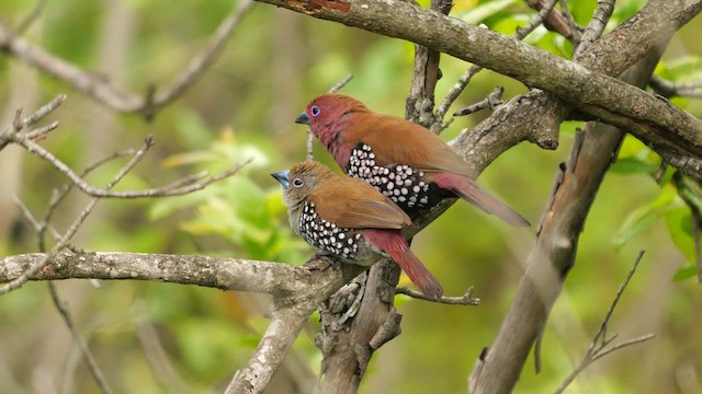 Pink-throated Twinspot - ML638350043