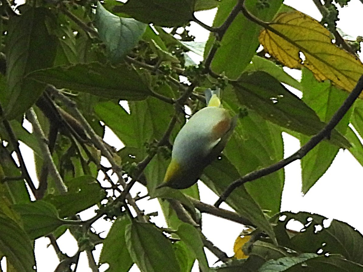 Chestnut-flanked White-eye - ML638350044