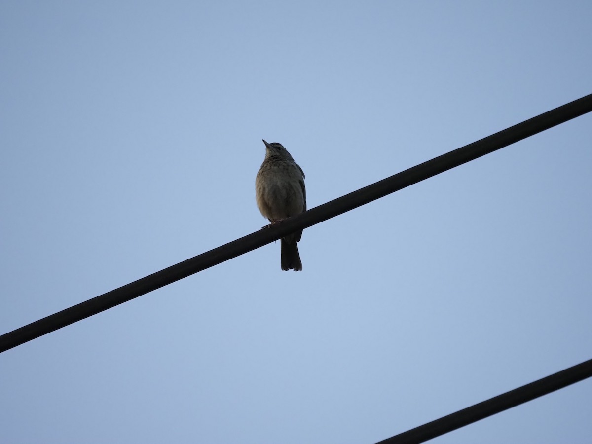 Long-billed Pipit - ML638350057