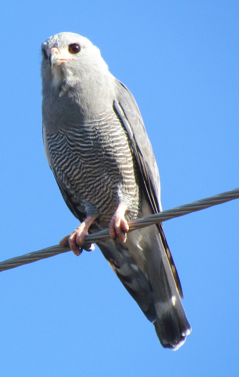 Kertenkele Şahini - ML638350078