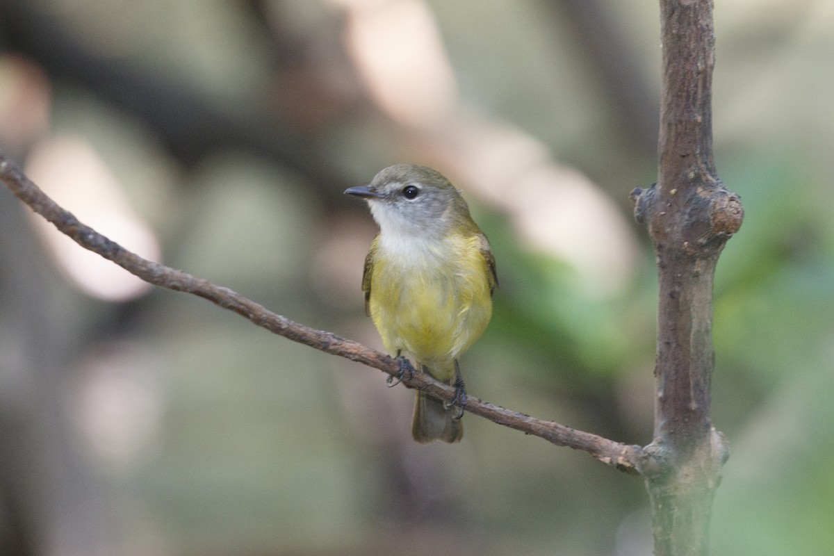 Lemon-bellied Flyrobin (Lemon-bellied) - ML638350093