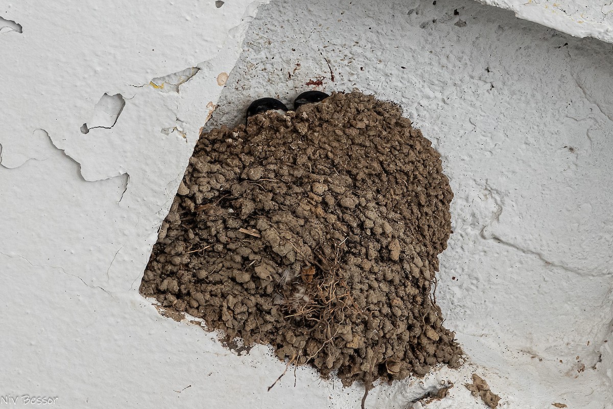 Western House-Martin - ML638350113