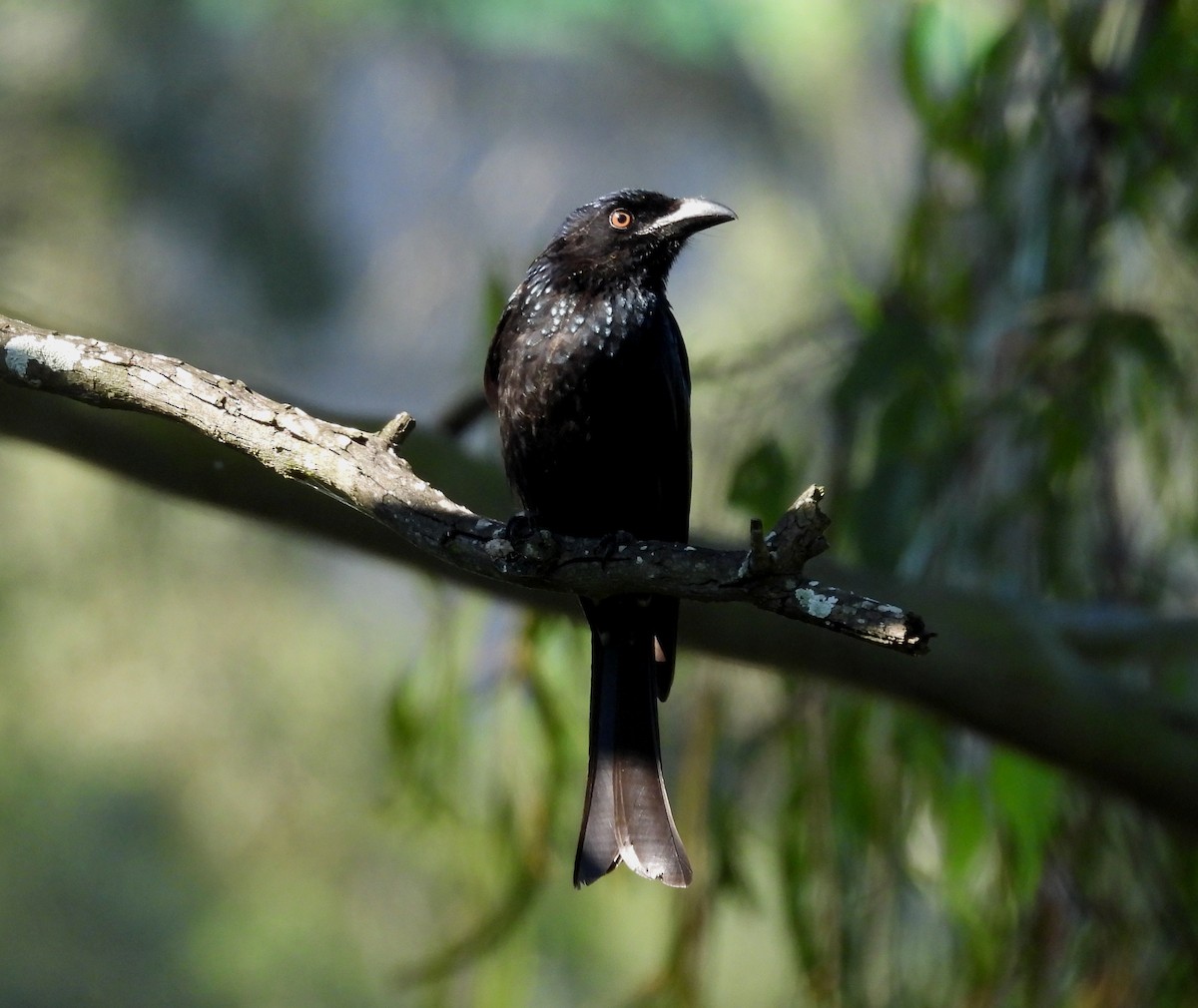 Spangled Drongo - ML638350119