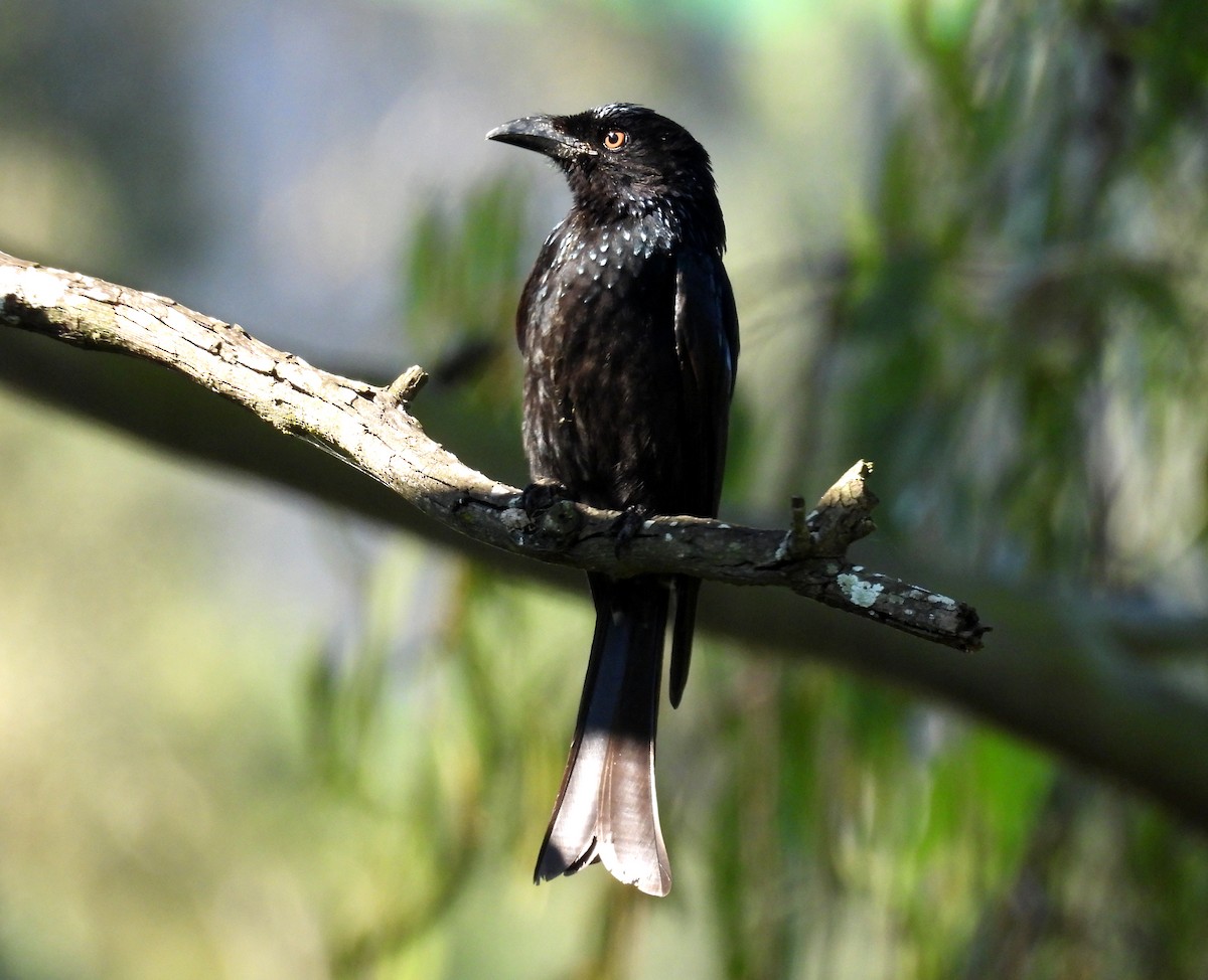 Spangled Drongo - ML638350128