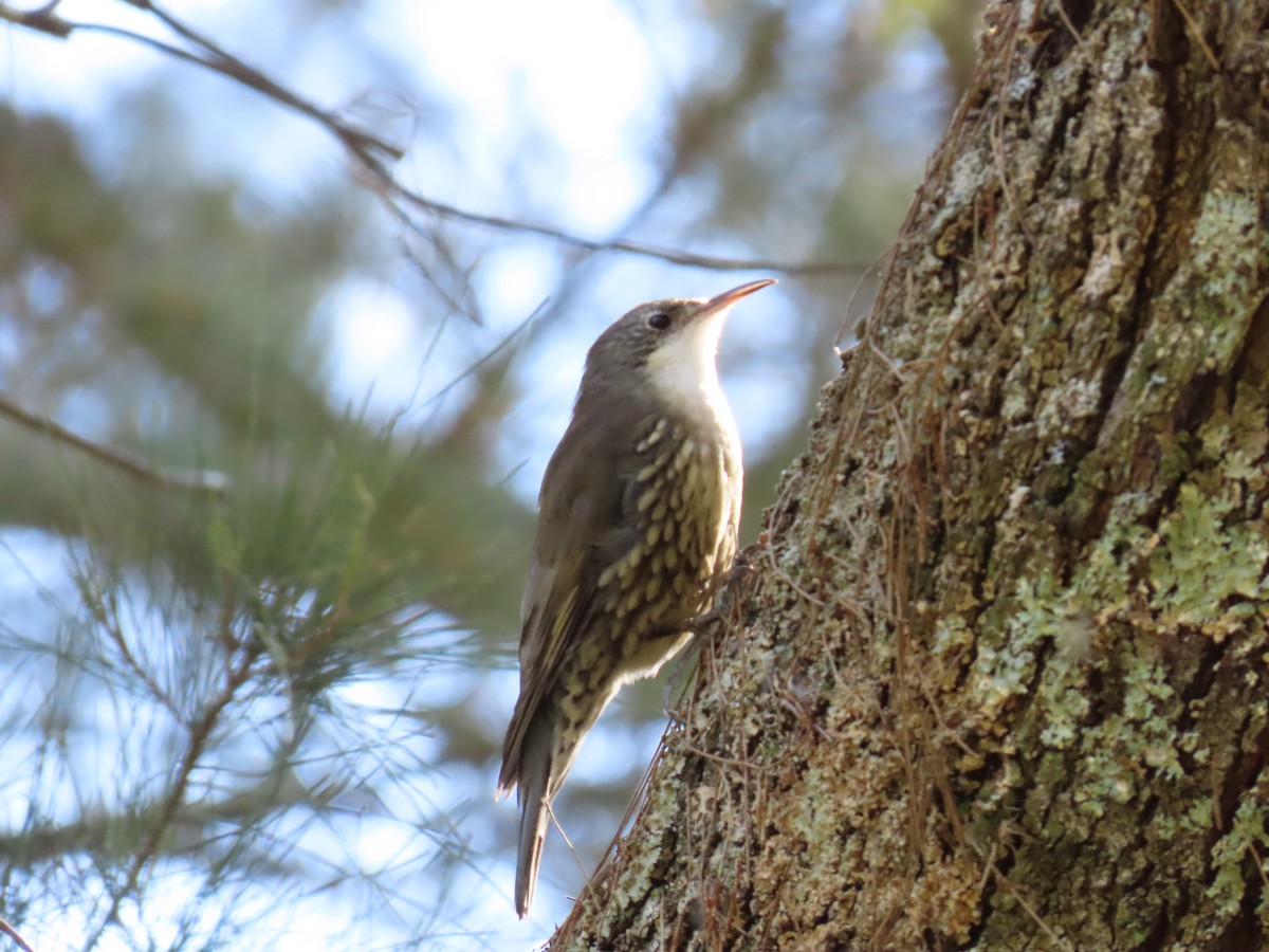 White-throated Treecreeper - ML638350130