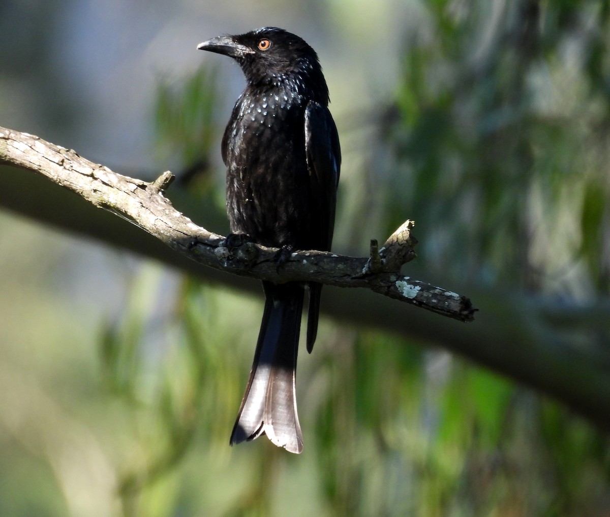 Spangled Drongo - ML638350136