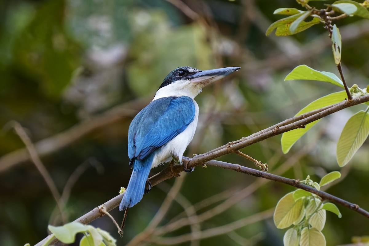 Collared Kingfisher - ML638350158