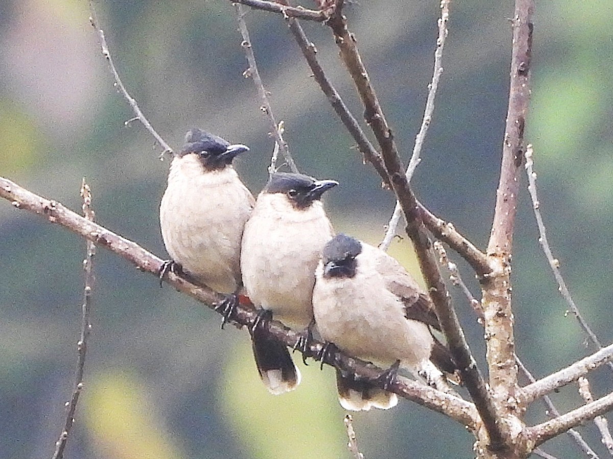 Bulbul Ventridorado - ML638350162
