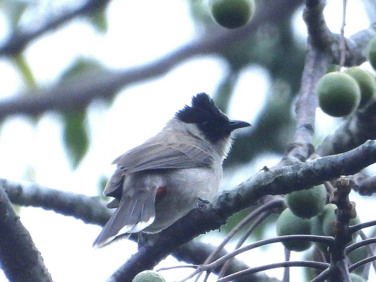 Bulbul Ventridorado - ML638350163