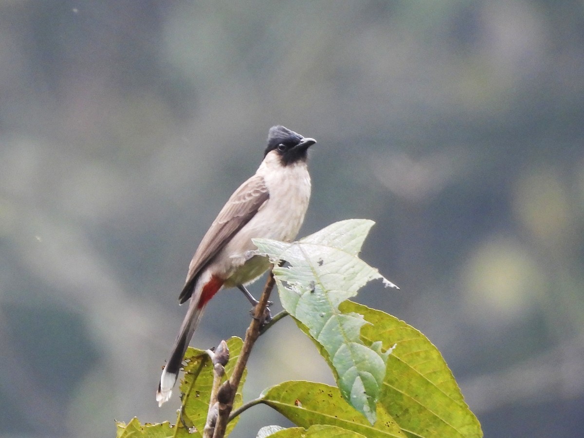 Bulbul Ventridorado - ML638350164