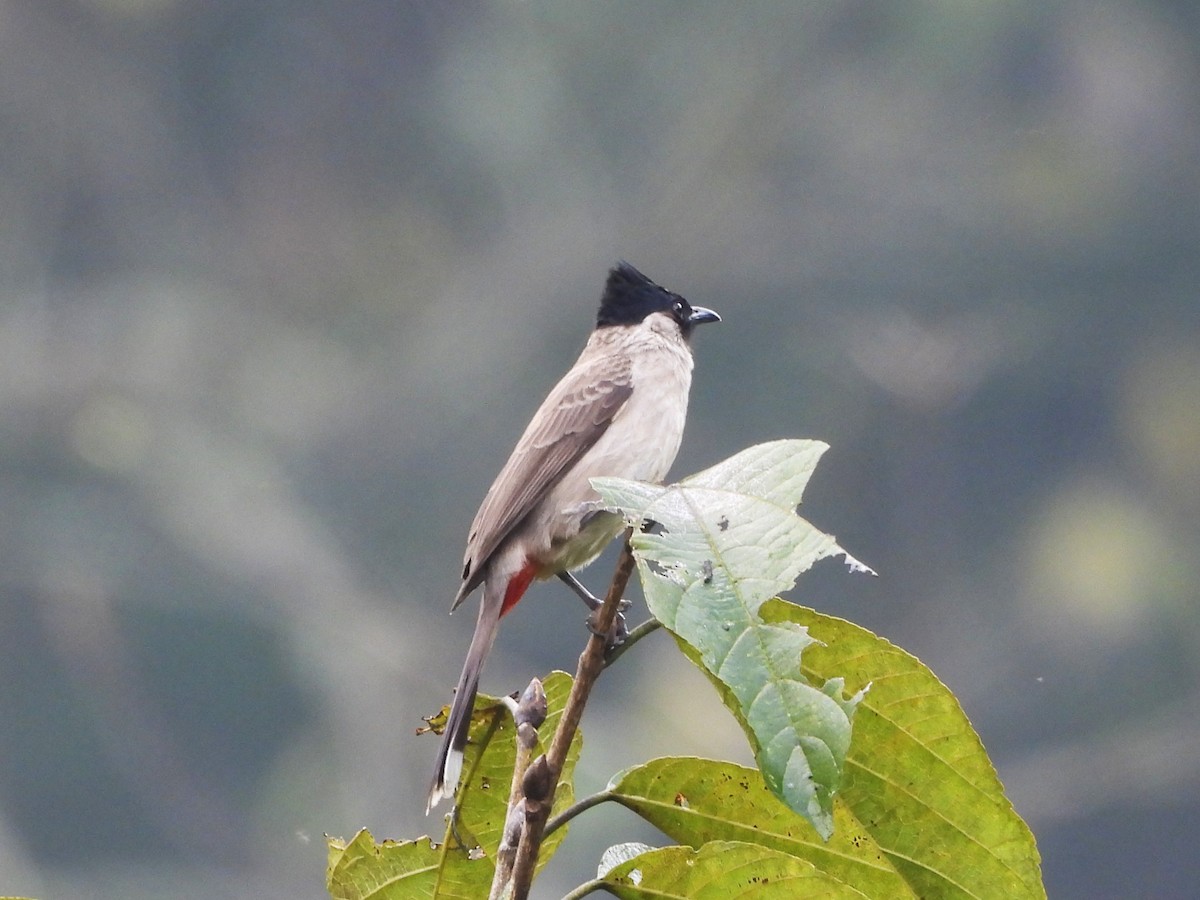 Bulbul Ventridorado - ML638350165