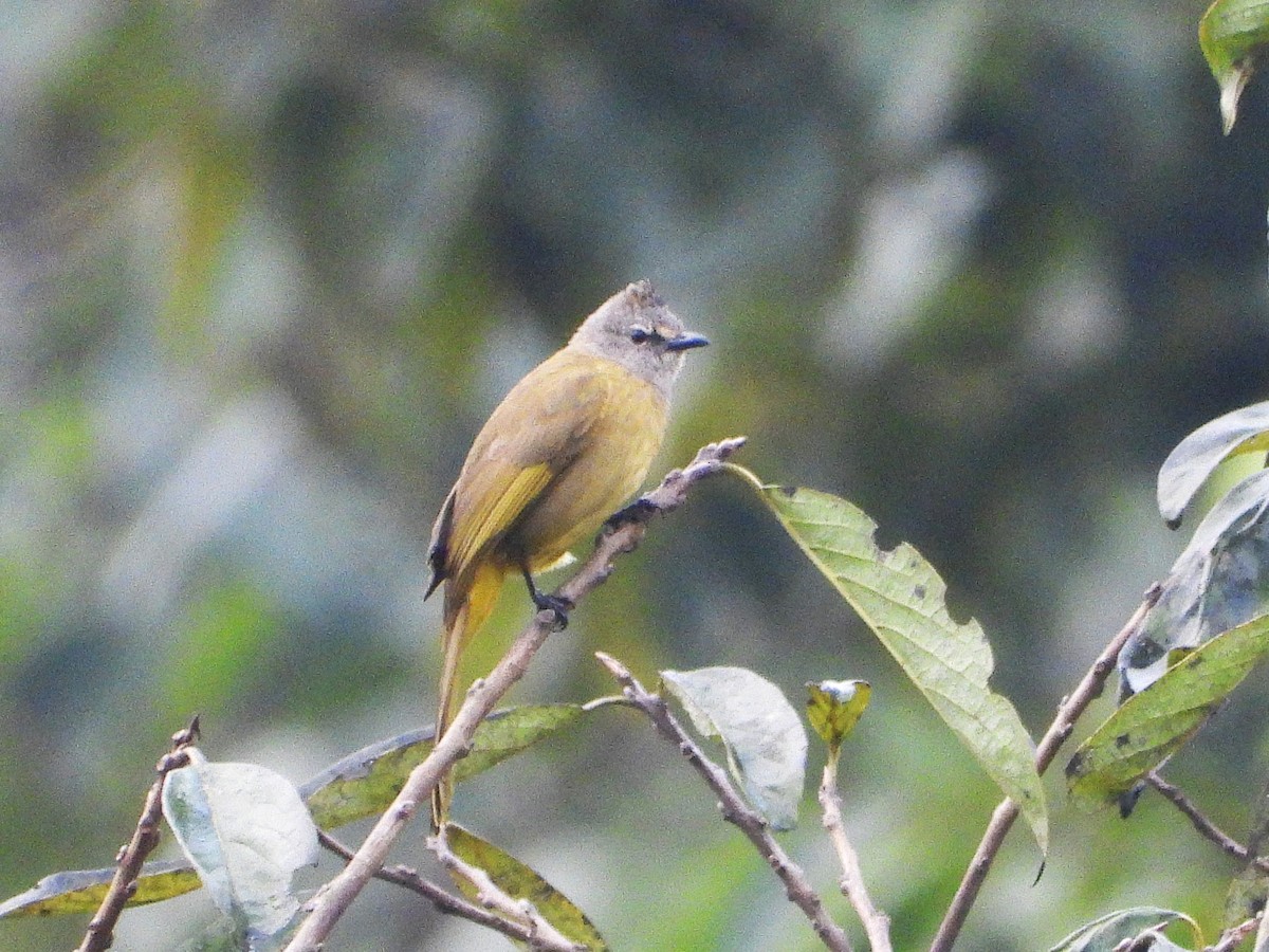 Flavescent Bulbul - ML638350169