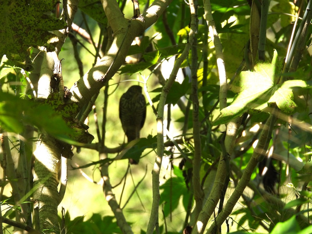 Brown Goshawk - ML638350191