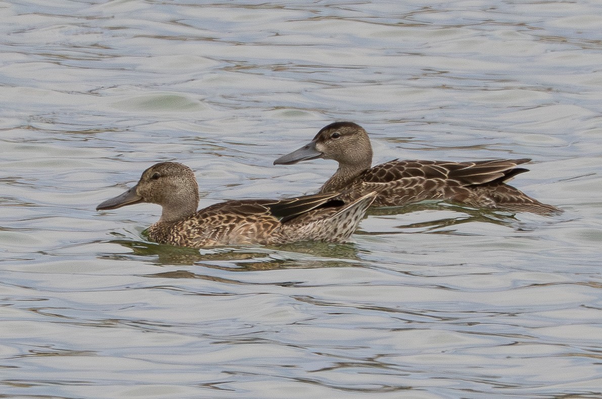 Cinnamon Teal - ML638350210