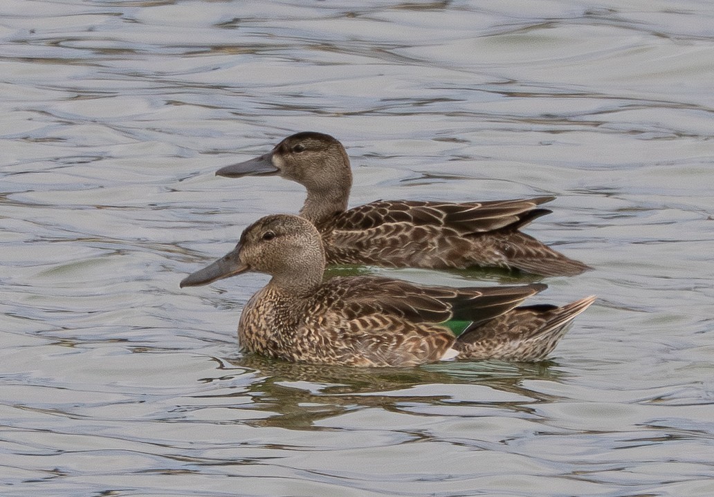Cinnamon Teal - ML638350212