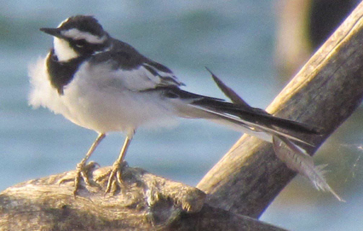 African Pied Wagtail - ML638350247